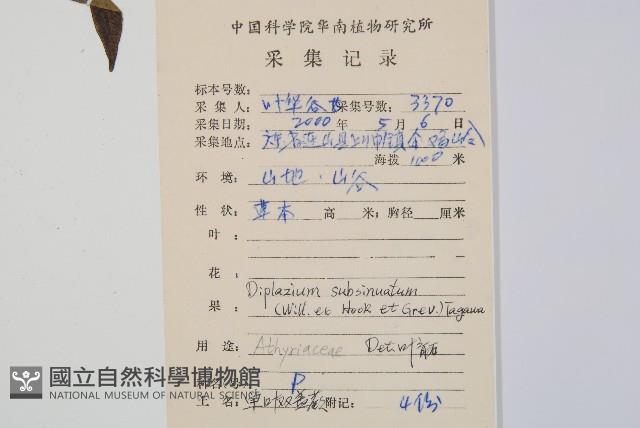 單葉雙蓋蕨藏品圖，第2張