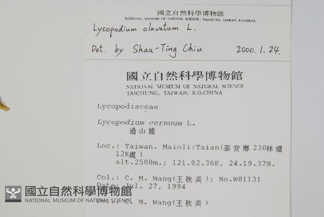 石松藏品圖，第2張