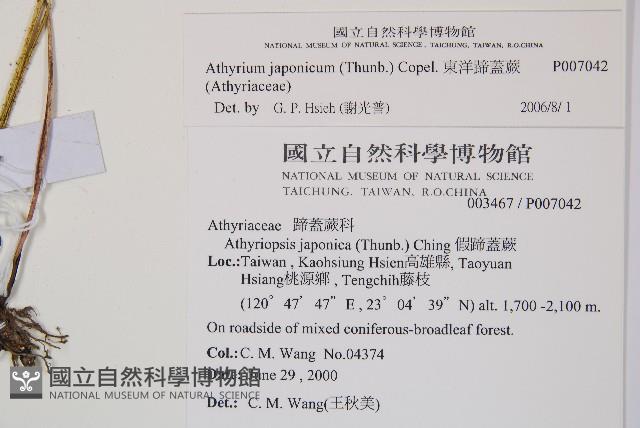 東洋蹄蓋蕨藏品圖，第2張