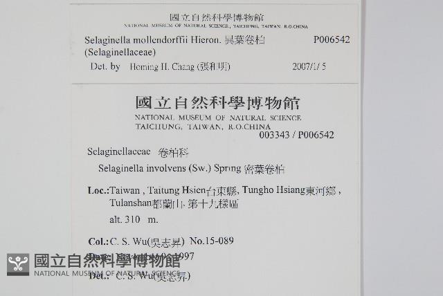 異葉卷柏藏品圖，第2張