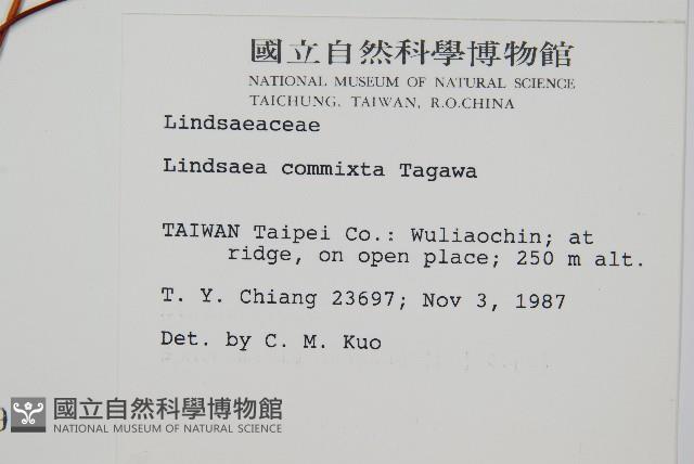 海島鱗始蕨藏品圖，第2張