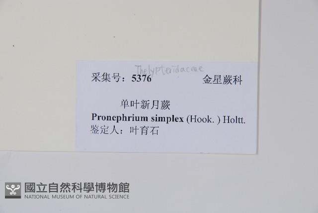 單葉新月蕨藏品圖，第2張