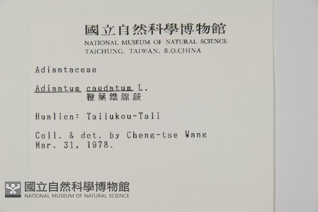 馬來鐵線蕨藏品圖，第2張