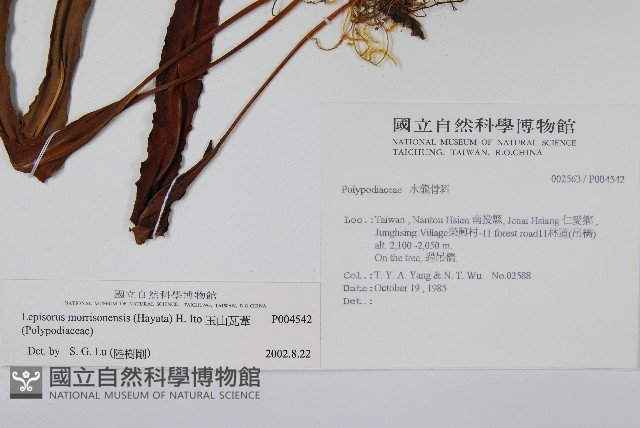 粵瓦葦藏品圖，第2張