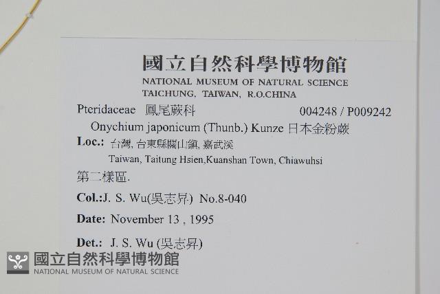 日本金粉蕨藏品圖，第2張