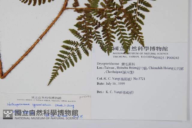 阿里山肉刺蕨藏品圖，第2張