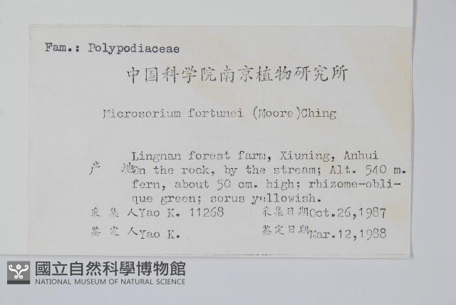 大星蕨藏品圖，第2張