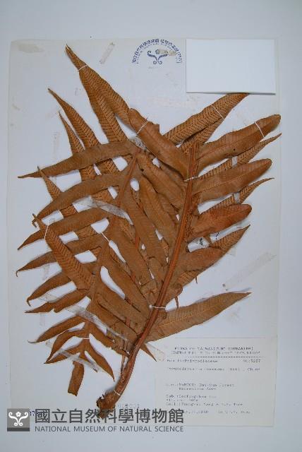 崖薑蕨藏品圖，第1張