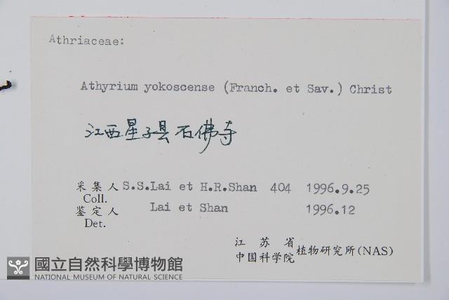 禾稈蹄蓋蕨藏品圖，第2張