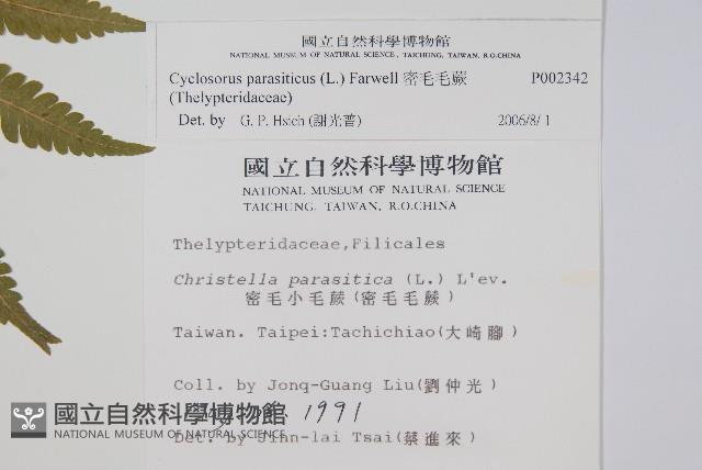 密毛毛蕨藏品圖，第2張