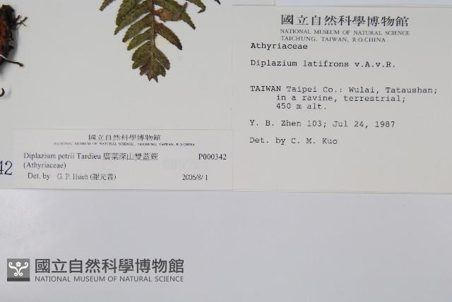 廣葉深山雙蓋蕨藏品圖，第2張