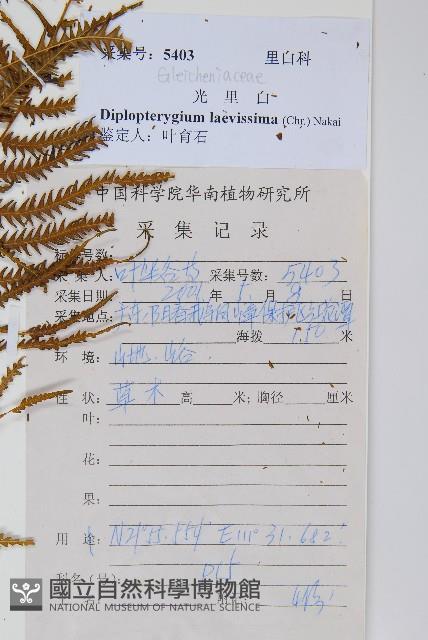 鱗芽裡白藏品圖，第2張