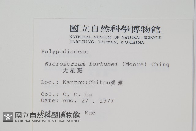 大星蕨藏品圖，第2張