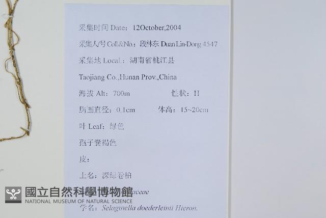 生根卷柏藏品圖，第2張