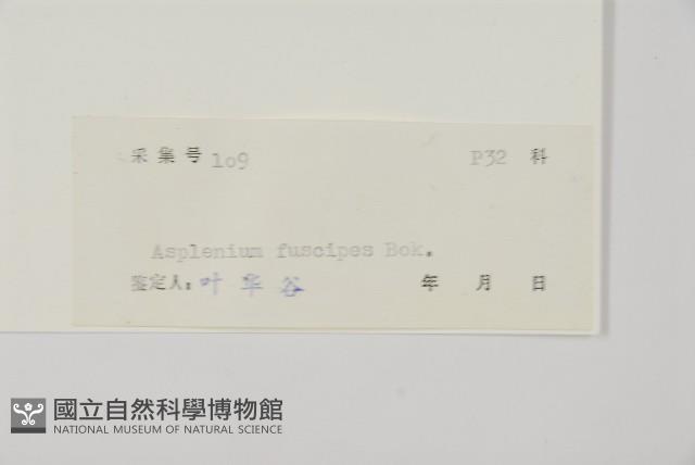 烏木鐵角蕨藏品圖，第2張