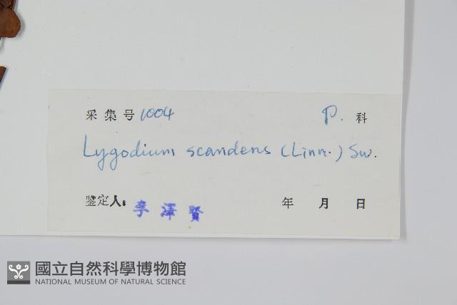 小葉海金沙藏品圖，第2張