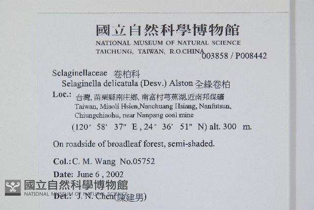 全緣卷柏藏品圖，第2張