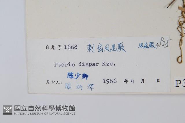 天草鳳尾蕨藏品圖，第2張