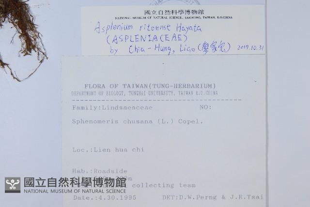 尖葉鐵角蕨藏品圖，第2張