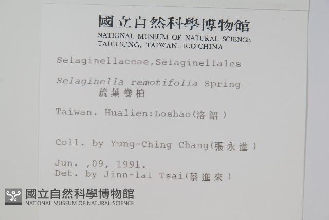 疏葉卷柏藏品圖，第2張