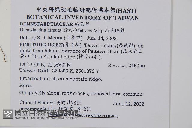 細毛碗蕨藏品圖，第2張