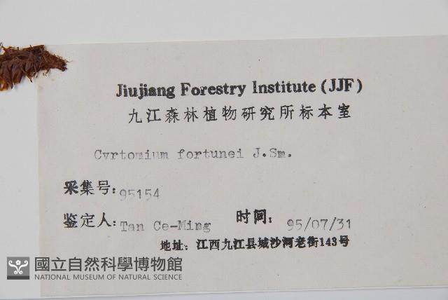 貫眾蕨藏品圖，第2張