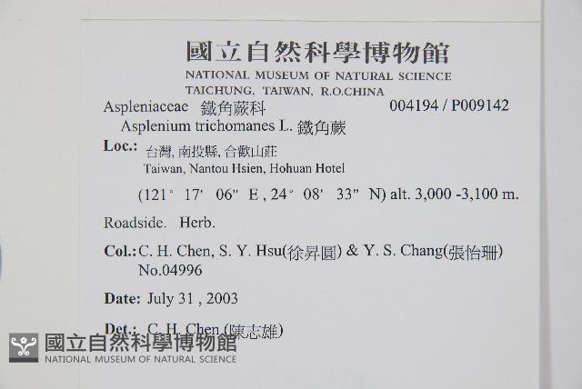 鐵角蕨藏品圖，第2張