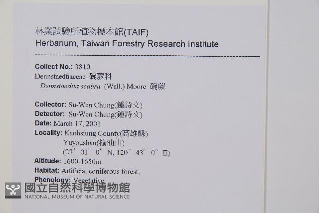 碗蕨藏品圖，第2張