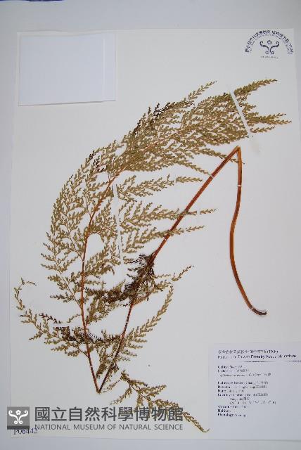 烏蕨藏品圖，第1張