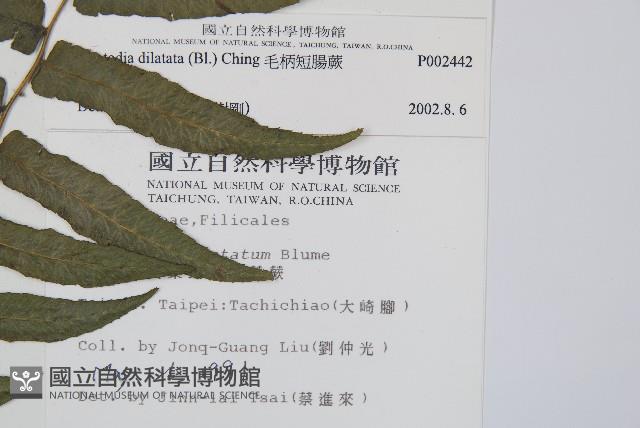 毛柄短腸蕨藏品圖，第2張