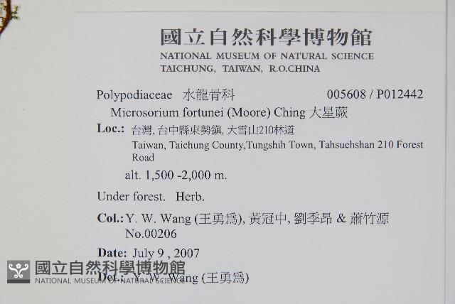 大星蕨藏品圖，第2張