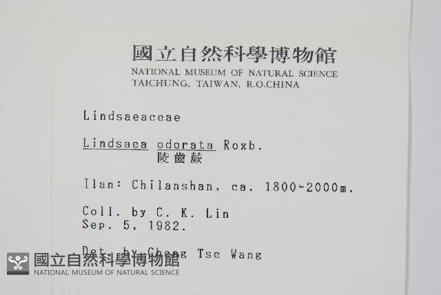 陵齒蕨、鱗始蕨藏品圖，第2張