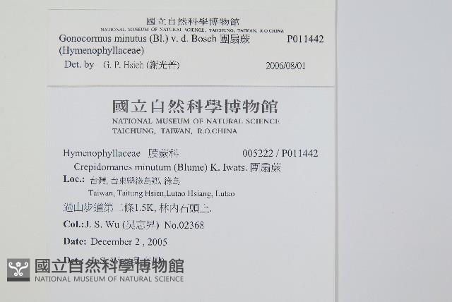 團扇蕨藏品圖，第2張