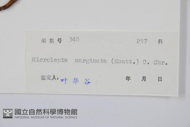 邊緣鱗蓋蕨藏品圖，第2張