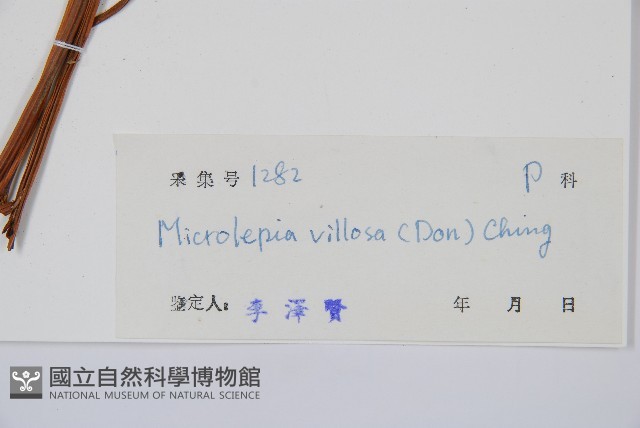 密毛鱗蓋蕨藏品圖，第2張