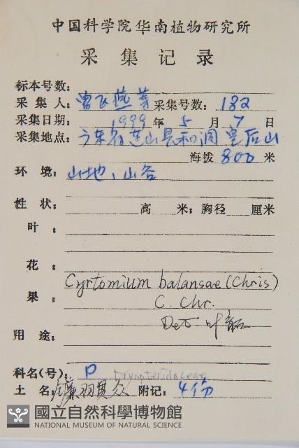 鐮羽貫眾藏品圖，第2張