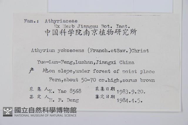 禾稈蹄蓋蕨藏品圖，第2張