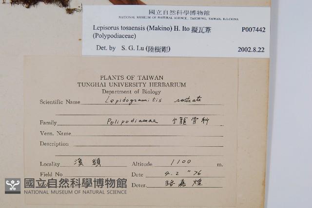 擬瓦葦藏品圖，第2張