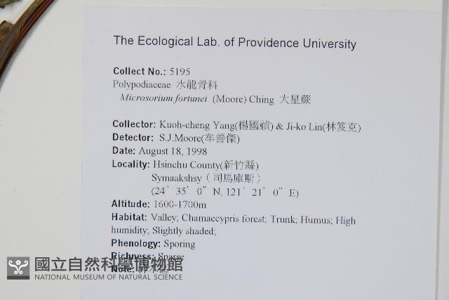 大星蕨藏品圖，第2張