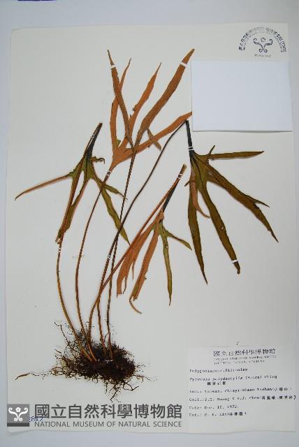 槭葉石葦藏品圖，第1張