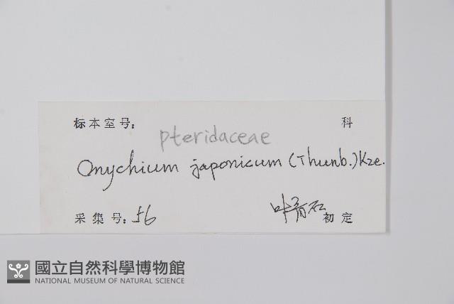 日本金粉蕨藏品圖，第2張