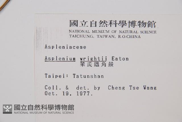 萊氏鐵角蕨藏品圖，第2張