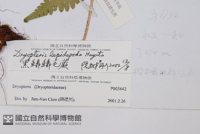 厚葉鱗毛蕨藏品圖，第2張