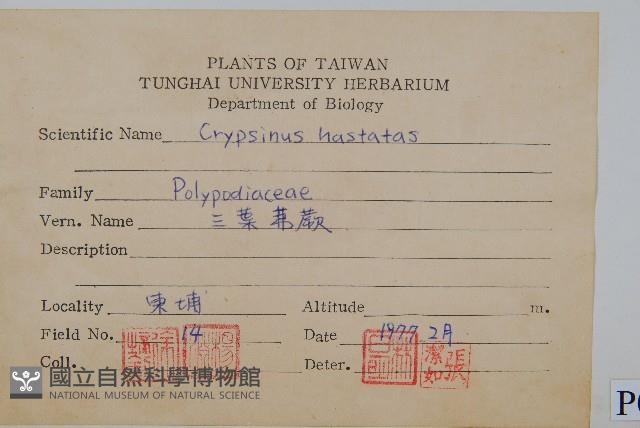 三葉茀蕨藏品圖，第2張