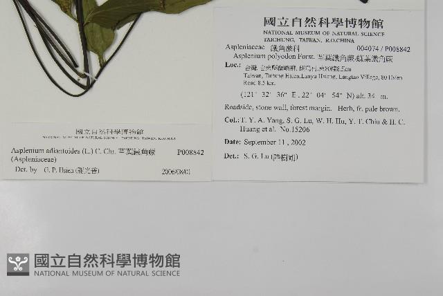 革葉鐵角蕨藏品圖，第2張