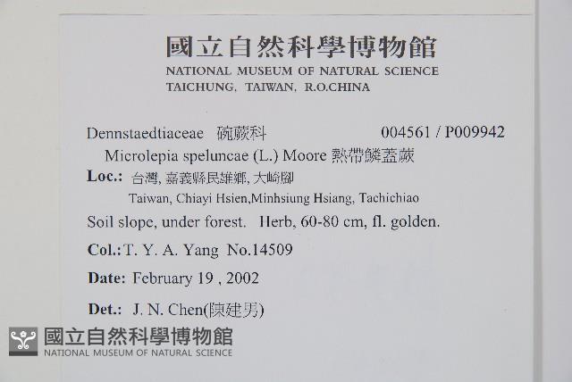 熱帶鱗蓋蕨藏品圖，第2張