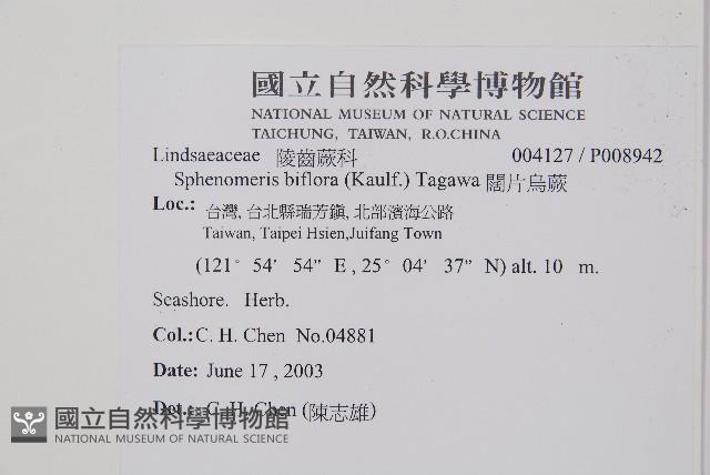 闊片烏蕨藏品圖，第2張