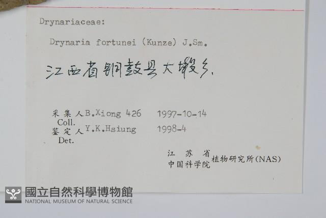 槲蕨藏品圖，第2張