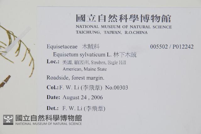 林下木賊藏品圖，第2張