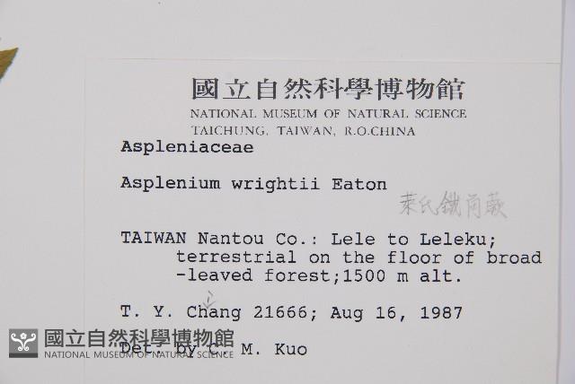 萊氏鐵角蕨藏品圖，第2張